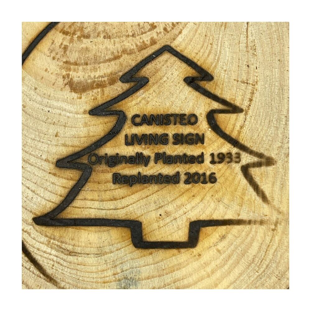 Canisteo Living Sign 5x6 Tree Ring Cutting Planted 1933 Replanted 2016 - Picture 2 of 6